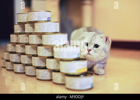 Gatto grigio con il cibo può Foto Stock