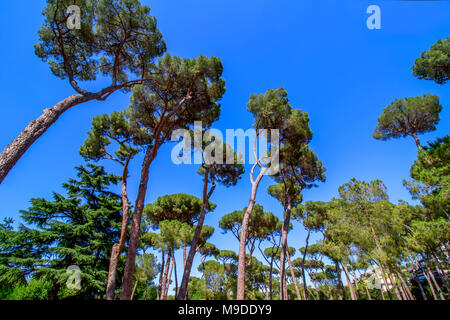 Maestosamente alti pini larici, Pinus pinea, nella Villa Borghese giardini paesaggistici in prossimità di Piazza di Siena a Roma Foto Stock