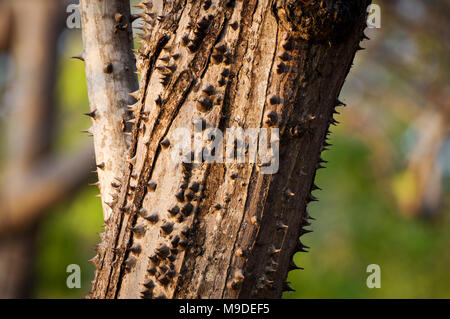 Pachira quinata albero, comunemente noto come pochote - Laguna de Apoyo, Nicaragua Foto Stock