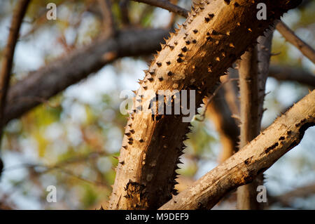 Pachira quinata albero, comunemente noto come pochote - Laguna de Apoyo, Nicaragua Foto Stock