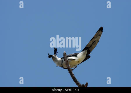 Bianco-throated magpie-jay in Charco verde riserva naturale sull isola di Ometepe - Nicaragua america centrale Foto Stock