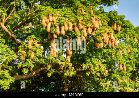 Soleggiato nidi di Montezuma oropendola negli isolotti di Granada in Nicaragua Foto Stock