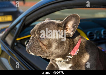 Vogue, un bulldog francese, conosciuto anche come le Frenchie, una piccola razza di cane domestico che si gode il viaggio come auto e turisti arrivano nella località costiera di Southport in una calda giornata di primavera. Foto Stock