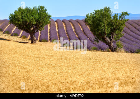 Il grano e campi di lavanda con alberi di olivo in Valensole in estate. Alpes de Hautes Provence, regione PACA, sulle Alpi francesi, Francia Foto Stock