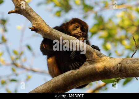 Un adulto pensieroso ululati monkey seduti in un treetop in Laguna de Apoyo, Nicaragua Foto Stock