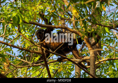 Femmina adulta ululati monkey portando il suo bambino sulla schiena in Laguna de Apoyo, Nicaragua Foto Stock