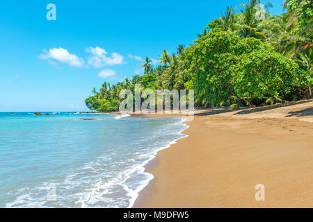 Spiaggia tropicale della foresta pluviale all'interno del parco nazionale di Corcovado, lungo l'Oceano Pacifico, con palme, Penisola di Osa, Costa Rica, America Centrale. Foto Stock