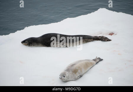 Una guarnizione di tenuta di Leopard (Hydrurga leptonyx) e una guarnizione Crabeater (Lobodon carcinophaga) poggiante su un iceberg in Antartide Foto Stock