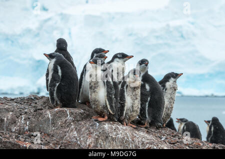 Sicurezza in numeri. Un pinguino Gentoo creche huddles insieme per la sicurezza su un dosso roccioso che in Antartide Foto Stock