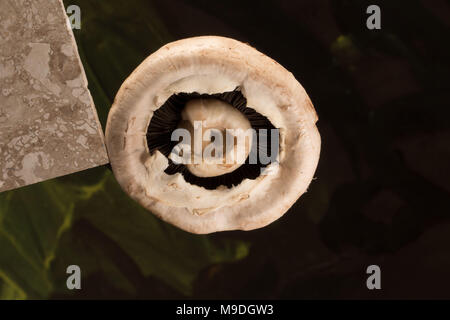 Funghi commestibili still life fotografia Foto Stock