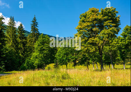 Bosco su un prato erboso in montagna. bellissimo paesaggio estivo dei Carpazi Foto Stock