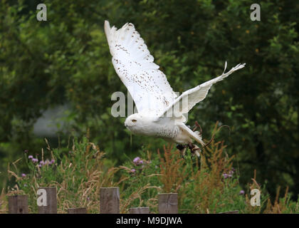 Civetta delle nevi in volo Foto Stock