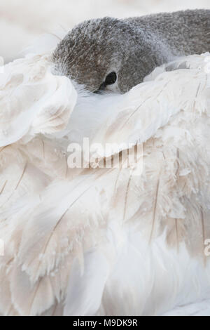 Immaturo trumpeter swan (Cygnus buccinatore) con testa nascosto sotto le sue ali, WI, Stati Uniti d'America, di Dominique Braud/Dembinsky Foto Assoc Foto Stock