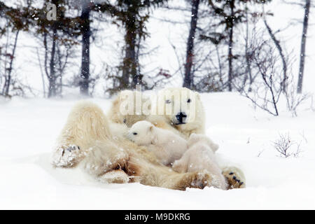 Orso polare e molto giovani Cubs Foto Stock