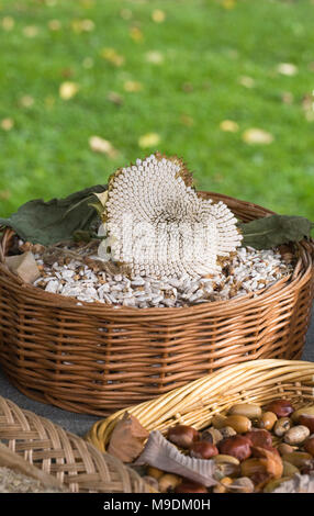 Helianthus annuus. Girasole maturazione seedhead all'esterno. Foto Stock