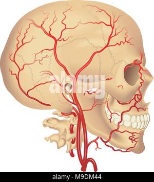 Vettore Illustrazione medica della distribuzione dell'arteria carotidea Illustrazione Vettoriale