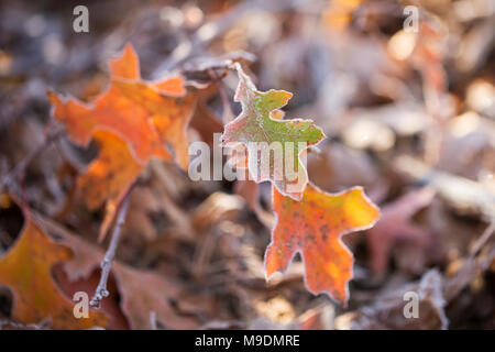 Le foglie di un albero di quercia (Quercus) su un pupazzo di neve caduta in mattinata Westford, Massachusetts, STATI UNITI D'AMERICA. Foto Stock