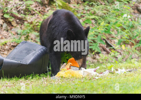 Black Bear mangiare cestino dal trash can in corrispondenza del bordo della strada in Upstate New York. Foto Stock