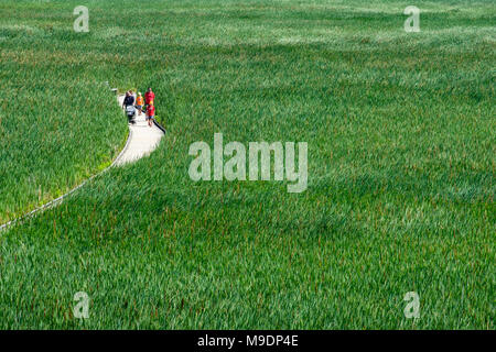 Passeggiando in famiglia sul lungomare di paludi di legno attraverso un mare di erba paludosa, piante di cattaglia (Typha latifolia), Point Pelee National Park, Ontario, Canada. Foto Stock