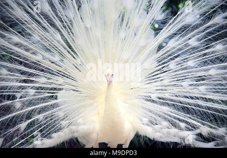 Close-up di maschi bianco pavone si diffonde con piume di coda fuori Foto Stock