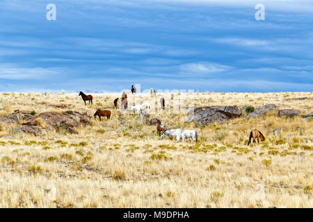 Mandria 42,996.05930 quindici 15 cavalli selvaggi (adulti & colts) su erba secca alta-deserto prateria di alimentazione e si cammina su una cresta di roccia, drammatico cielo blu Foto Stock