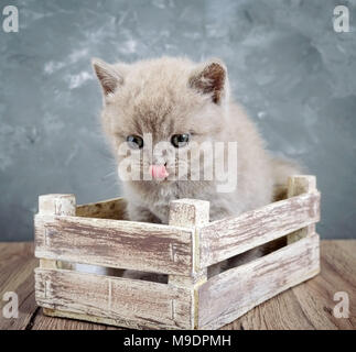 Un piccolo lilla scozzese gattino dritto in una scatola di legno. Il gatto guarda attentamente e lambisce. Visualizzazione verticale Foto Stock