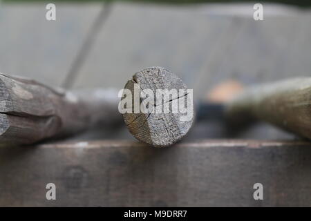 Sezione di tronco di albero che mostra gli anelli di crescita su sfondo bianco texture di legno Foto Stock