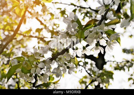 Ciliege acide Prunus cerasus albero in fiore. Bianco Ciliegio freschi fiori che sbocciano su un ramo di albero. Primavera nel giardino. Foto Stock