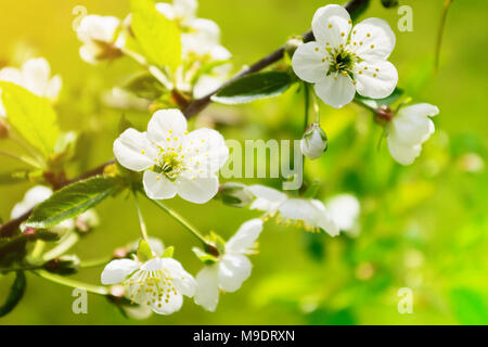 Ciliege acide Prunus cerasus albero in fiore. Bianco Ciliegio freschi fiori che sbocciano su un ramo di albero. Primavera nel giardino. Foto Stock