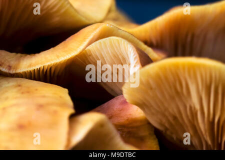 La fotografia macro del chthonic e distruttivi di Armillaria tabescens o miele funghi del genere Armillaria mostrante la struttura e pigmentazione Foto Stock