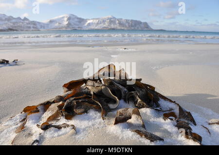 Icy alghe su Skagsanden Beach, Flagstad, Lofoten, Norvegia Foto Stock