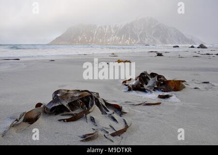 Icy alghe su Skagsanden Beach, Flagstad, Lofoten, Norvegia Foto Stock