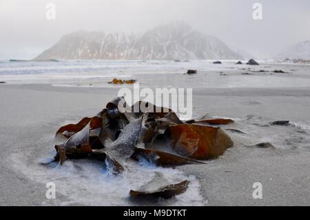 Icy alghe su Skagsanden Beach, Flagstad, Lofoten, Norvegia Foto Stock