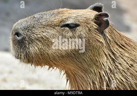 Il capibara (Hydrochoerus hydrochaeris), originario del Sud America è il roditore più grande al mondo Foto Stock