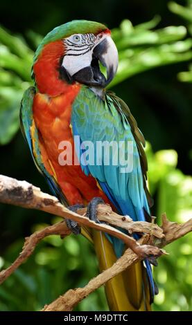 L'Arlecchino Macaw è la prima generazione hybrid macaw. Si tratta di un incrocio tra un Blu e Oro Macaw (Ara ararauna) e un verde-winged Macaw Foto Stock