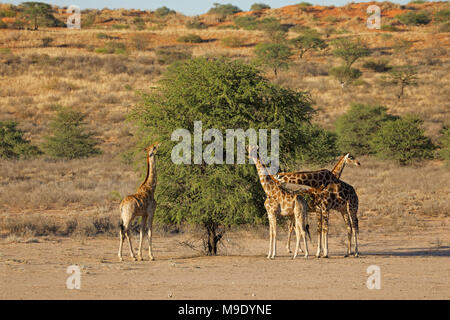 Giraffe (Giraffa camelopardalis) alimentazione su un thorn tree, deserto Kalahari, Sud Africa Foto Stock