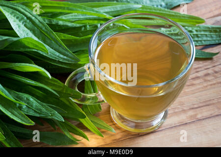 Piantaggine tè con fresche ribwort Piantaggine foglie in background Foto Stock