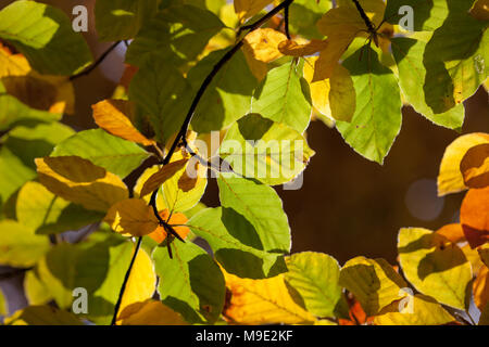 Faggio europeo, Bok (Fagus sylvatica) Foto Stock