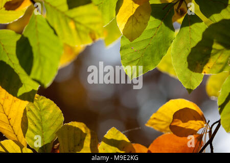 Faggio europeo, Bok (Fagus sylvatica) Foto Stock