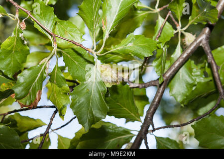 Faggio europeo, Bok (Fagus sylvatica) Foto Stock