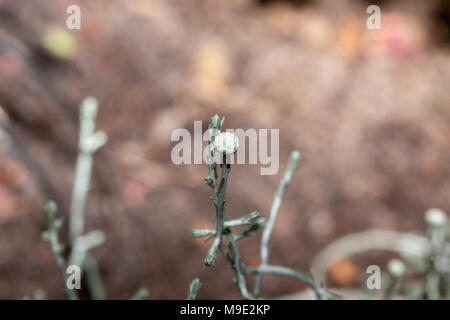 Boccola del cuscino, Silvergirland (Leucophyta brownii) Foto Stock