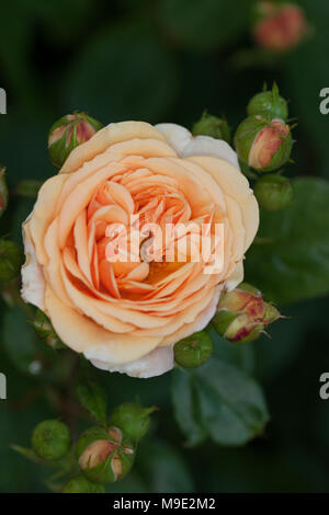 "Charles Austin, Ausfather' rosa inglese, Engelsk ros (rosa) Foto Stock