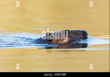 Castoro (Castor canadensis), MN, USA di Dominique Braud/Dembinsk Foto Assoc Foto Stock