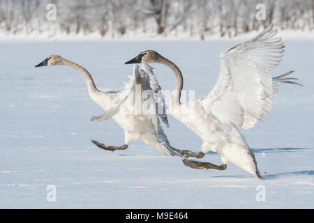Immaturo Trumpeter swans (Cygnus buccinatore) lo sbarco sul congelato St. Croix river, WI, Stati Uniti d'America, fine febbraio, da Dominique Braud/Dembinsky Foto Assoc Foto Stock