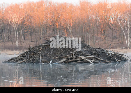 Castoro (Castor canadensis), MN, USA di Dominique Braud/Dembinsk Foto Assoc Foto Stock