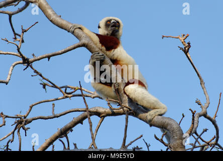 Un Coquerel il sifaka (Propithecus coquereli) alimentazione in cima ad un piccolo albero nella Riserva Anjajavy, Madagascar Foto Stock