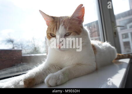 White & Ginger Cat è godendo il sole Foto Stock