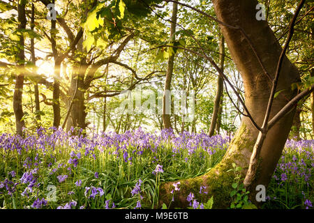 Inglese incantata bluebell foresta con un caratteristico e muschio albero piegate. Mattina presto all'alba d'oro di flussi di luce attraverso il bosco. Foto Stock