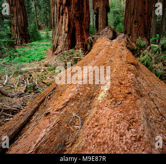 Allettate, Sequoia Sequoiadendron giganteum, Canyon Sequoia e Kings Canyon National Park, California Foto Stock