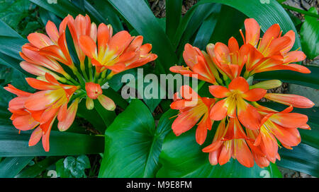 Clivia, Amaryllidaceae, Kaffir Lily, Cypress Garden, Mill Valley, California Foto Stock